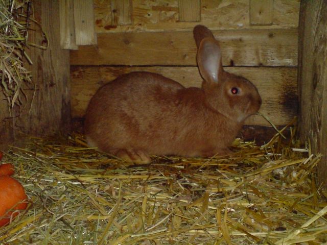 Stallkaninchen, Mastkaninchen, Schlachtkaninchen - Hasen Kaninchen - Dülmen
