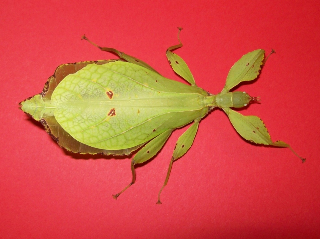 Phyllium siccifolium DAS ! Wandelnde Blatt - Insekten - 37671