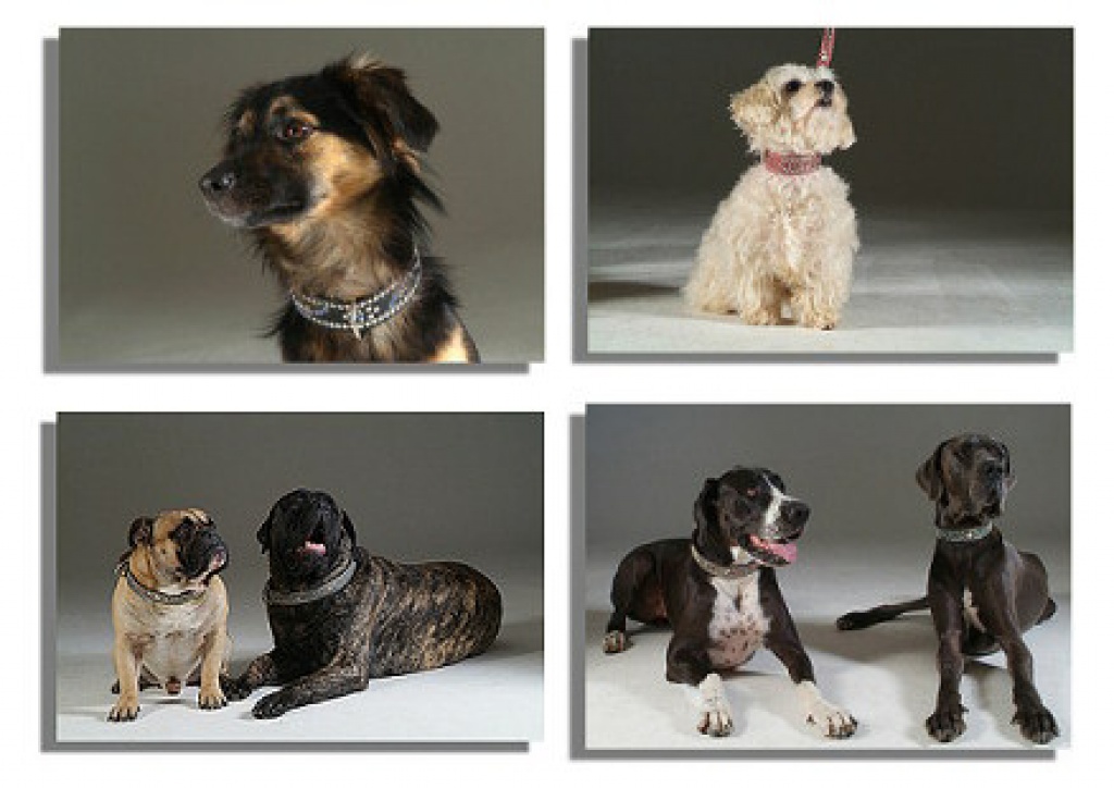 Chihuahua Halsband Hundehalsband - Hunde - Bergkamen