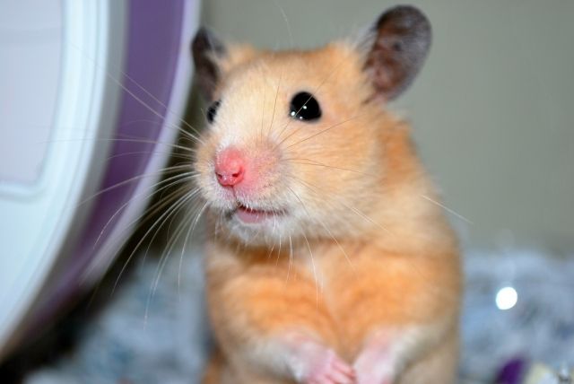 Handzahme HAMSTER aus BIO-Zucht! - Hamster - Marbach