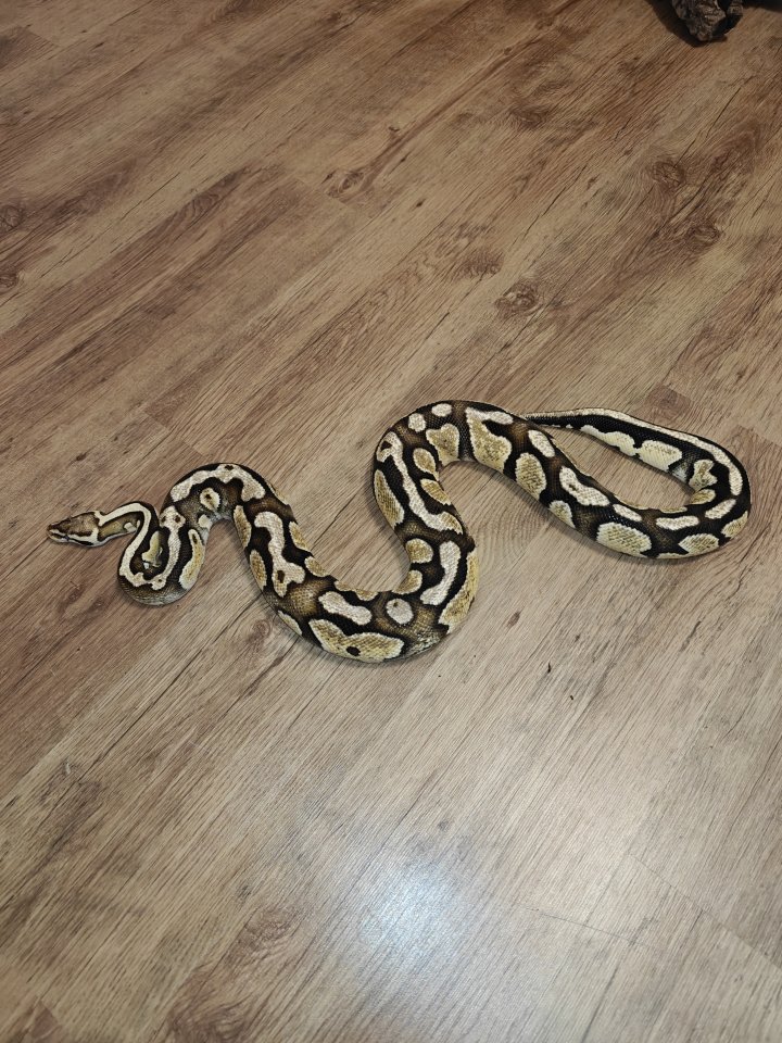 Python Regius Firefly - Reptilien - Thüngersheim