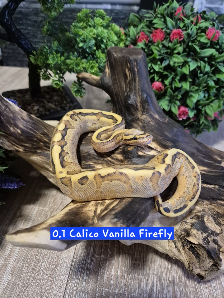 Königspyhton (ballpyhton) - Reptilien - Merseburg