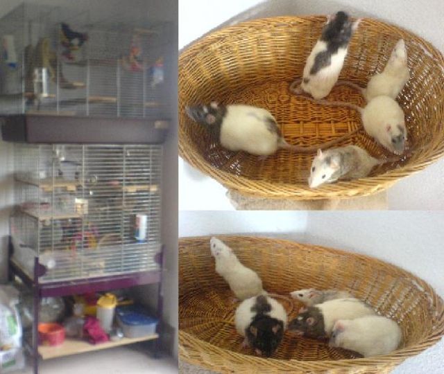 Verkaufe meine 5 Ratten mit Käfig - Sonst Nagetiere - Niederkassel / Lülsdorf