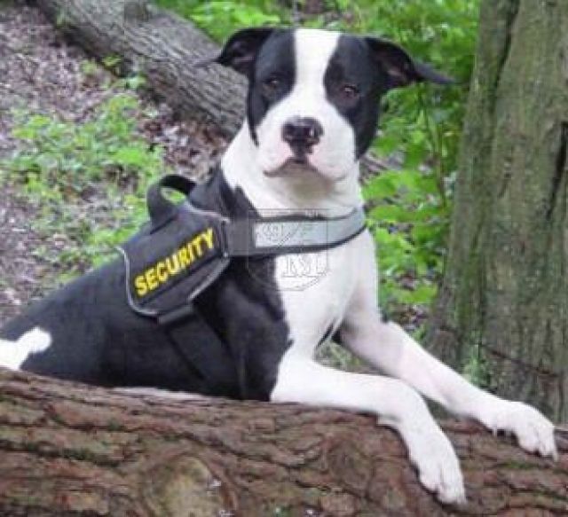 Swoopdog Fachausstattung für Freizeit, Sport und Diensthunde