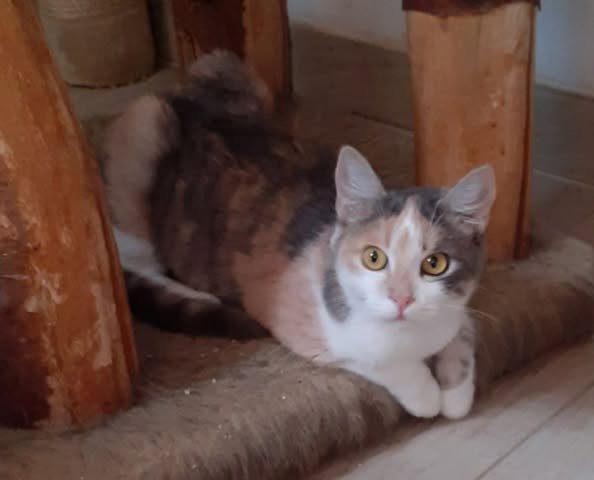 Coco – Glückskatze sucht dringend glückliches Zuhause! (aus dem Tierschutz / gec - Katzen - Kissing