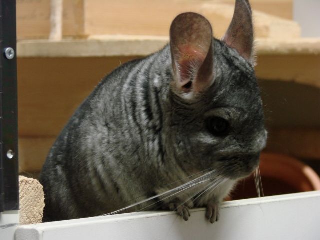 Chinchilla Bock  Paulchen  abzugeben - Nagetiere Allgemein - Stuttgart