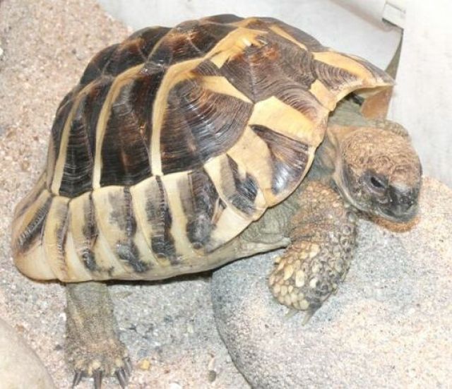 Schildkröte verschwunden - Entlaufen Zugelaufen - Leonberg