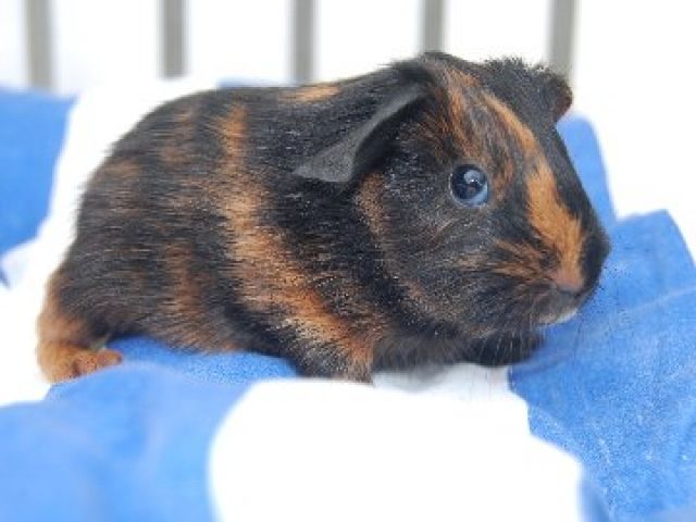 Handzahme Babymeerschweinchen - Meerschweinchen - Euskirchen 