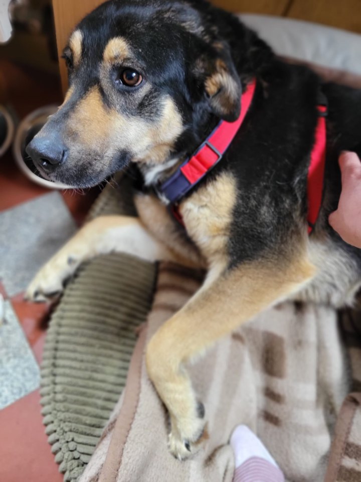 Lina, a.d.Tierschutz, sanft und liebevoll - Hunde - Boxberg