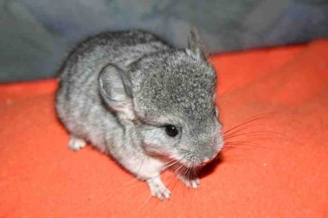 Chinchillajungtier > Weibchen ~ 50,- Euro *Köln* - Sonst Nagetiere - Köln