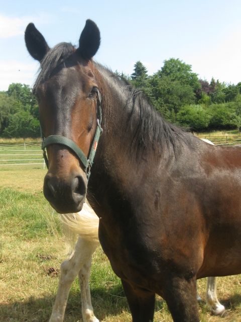 2 brave Wallache suchen nette Reitbeteiligung - Reitbeteiligung - Nörvenich Hochkirchen