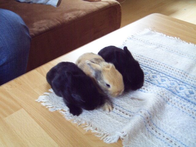 Wir 3 Zwerg-Widderbabys müßen bald ausziehen - Hasen Kaninchen - Ganderkesee