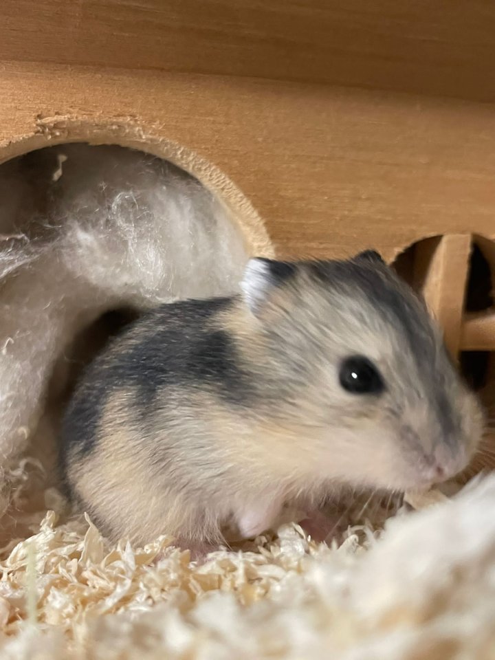 Baby Zwerg Hamster Mädchen und manchen - Nagetiere - Mülheim an der Ruhr