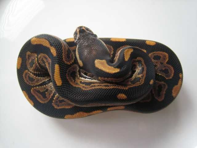 1.1 Black Pastel - Reptilien - Willich