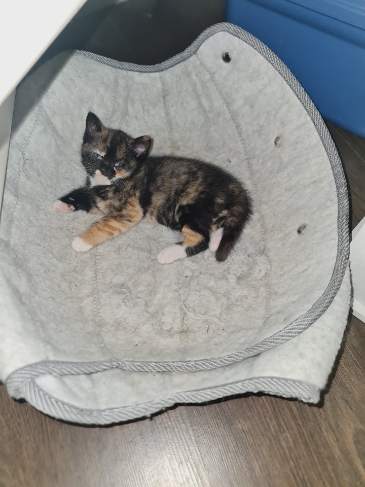 6 zuckersüsse Katzenbabys suchen ein neues Zuhause - Katzen - Tönisvorst