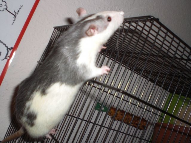 Verkaufen zwei ratten M und W mit Frettchekäfig - Nutztiere - Hamburg