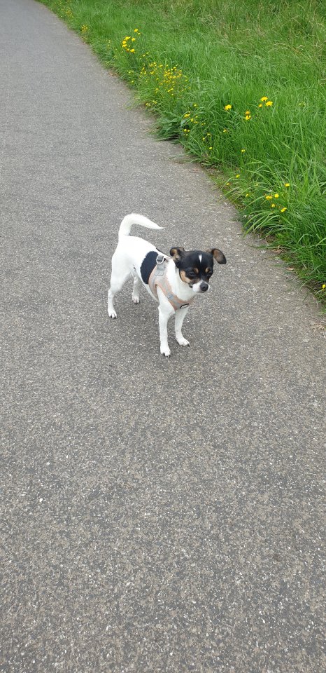 Chihuahua Mischling weiblich - Hunde - Düsseldorf 