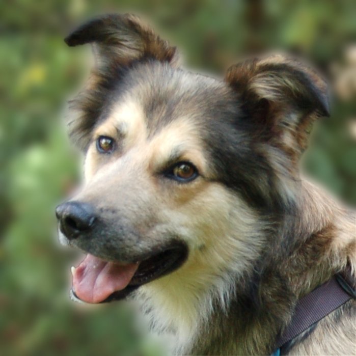 JOVI - männlich  3 Jahre  58 cm  28 kg  Collie-Mix  Gechipt  Kastriert - Hunde - Lauf an der Pegnitz