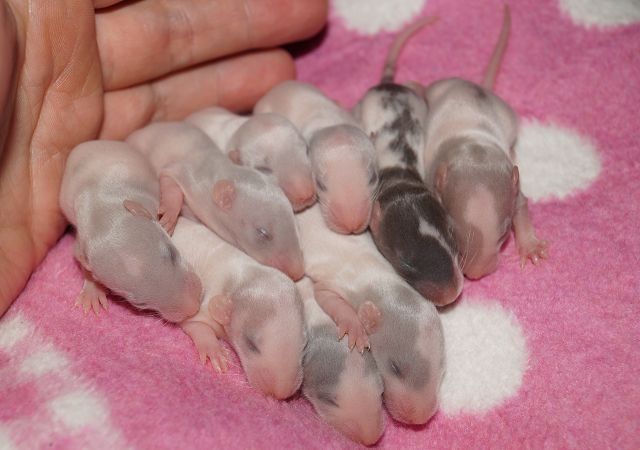 Wunderschöne Rattenbabys aus liebevoller Zucht - Ratten - Frankfurt