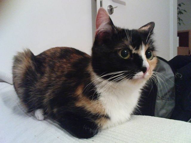 Katze vermisst -Finderlohn ist selbstverständlich- - Tiere In Not - München