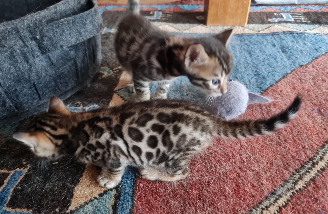 Wunderschöne Bengal Kitten, Mini Leoparden - Katzen - Münsingen