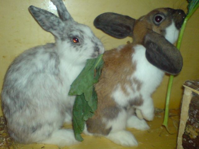 Hasen Kaninchen Kleinanzeigen Hasen Kaninchen Annoncen Hasen