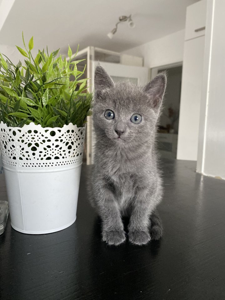 Reinrassige Russisch blau Kitten - Katzen - Espenau