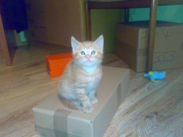 Mixkätzchen  suchen Dosenöffner - Katzen - Hürth