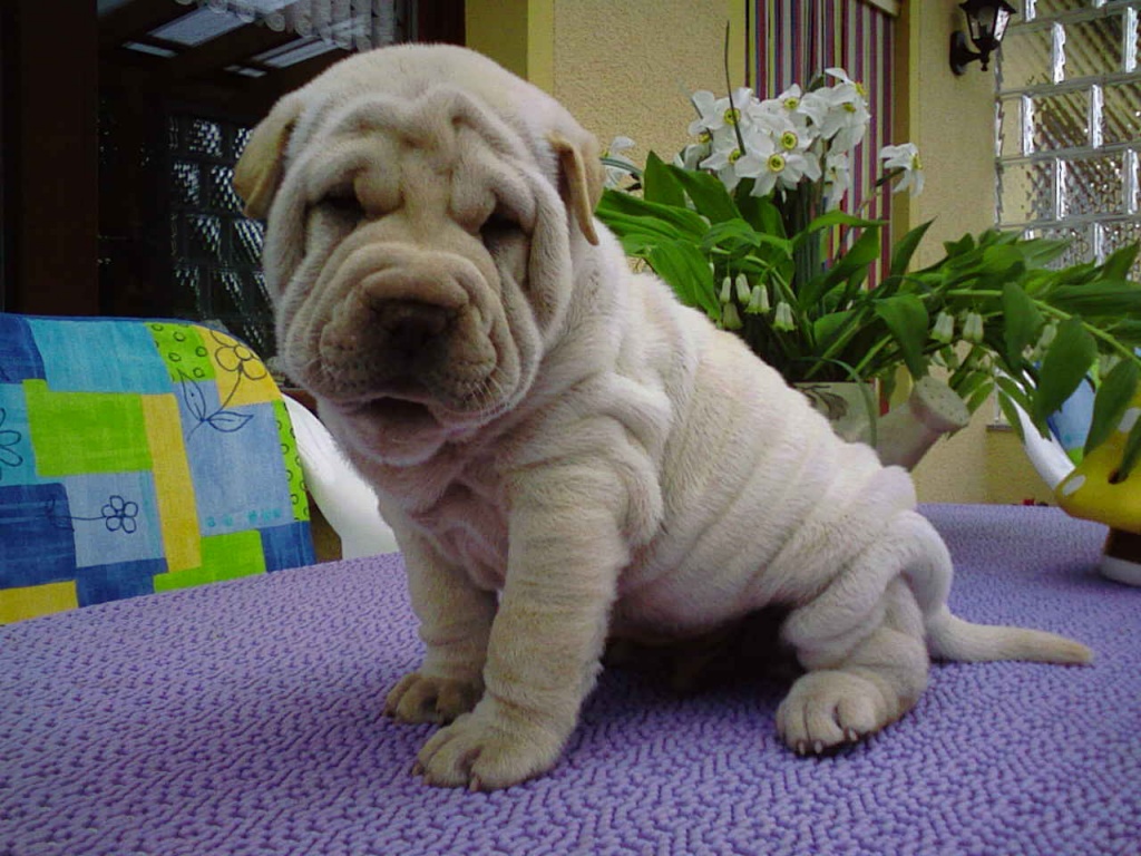 SHAR PEI Welpen - Tierboersen - Könnern