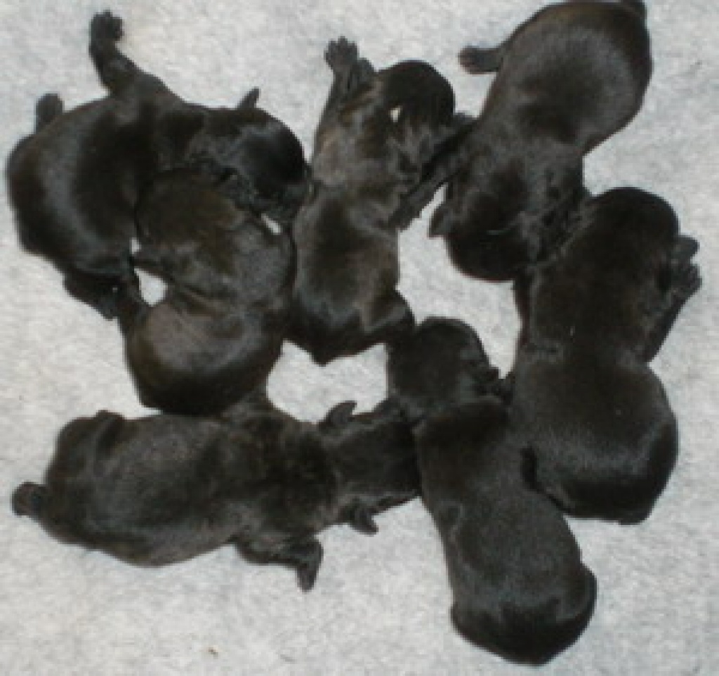 French - bullys - Hunde - Ulrichstein