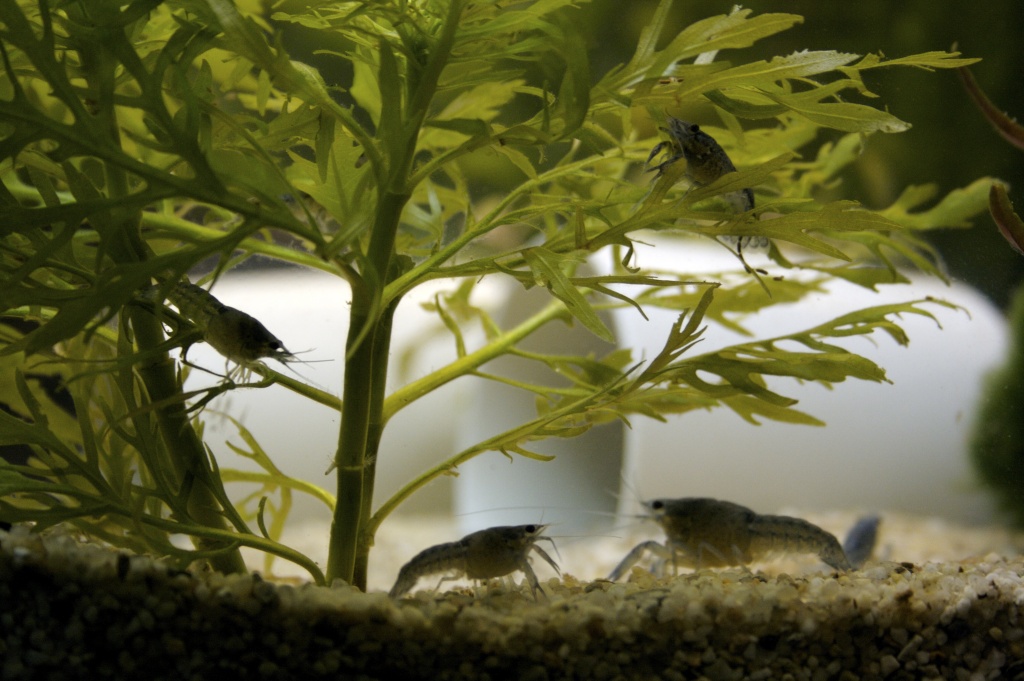 Procambarus Alleni (blaue Floridakrebse) zu verkaufen - Fische - Dortmund