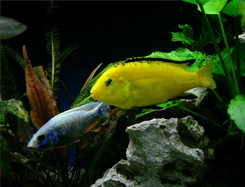 Yellow Gruppe - Fische - Tettnang