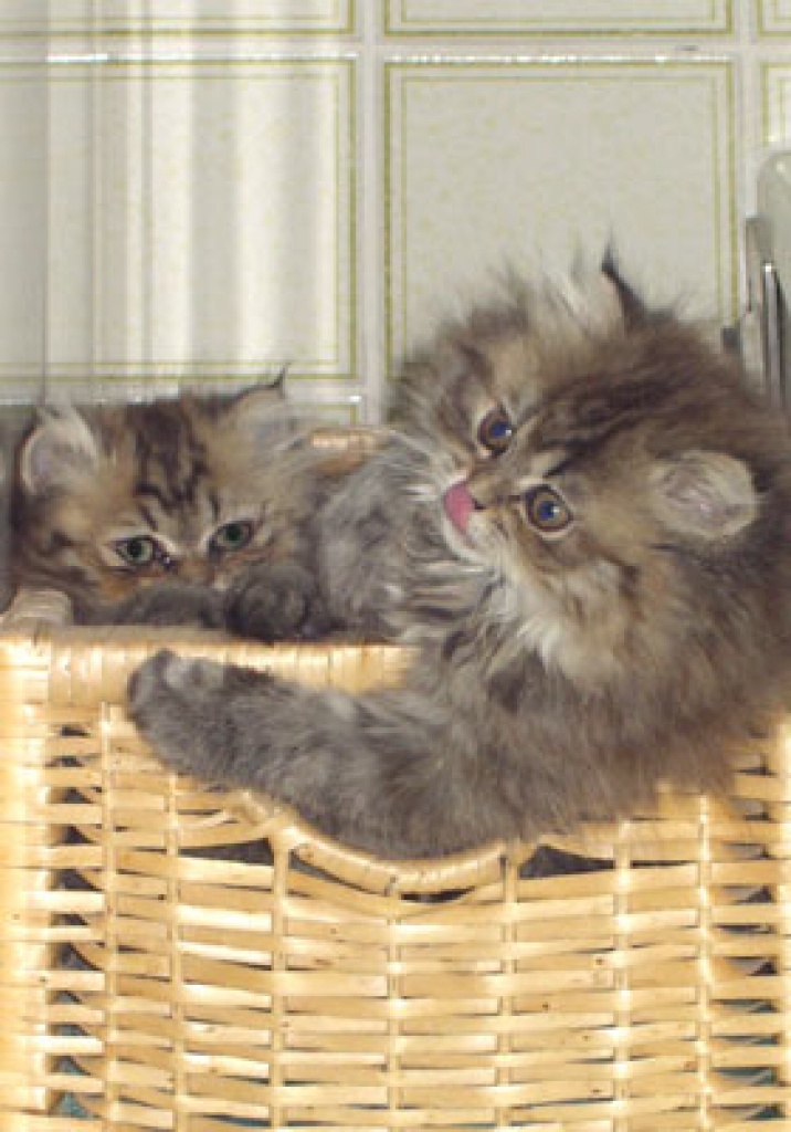 Wir kümmern uns liebevoll um eure Katze(n)! - Katzen - München