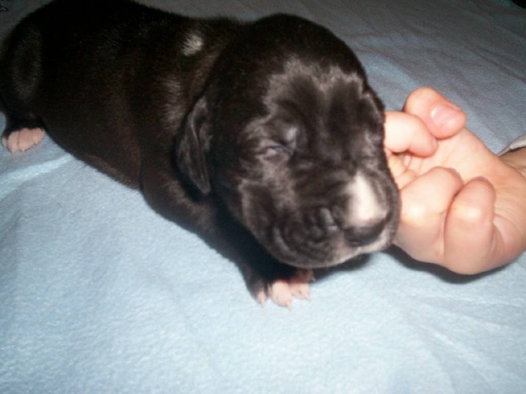 Doggenwelpen - Hunde - Klingelbach