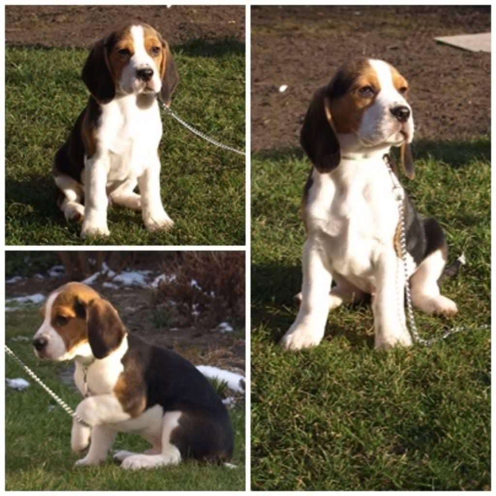 Beaglewelpen suchen liebevolles neues Zuhause - Hunde - Bad Essen