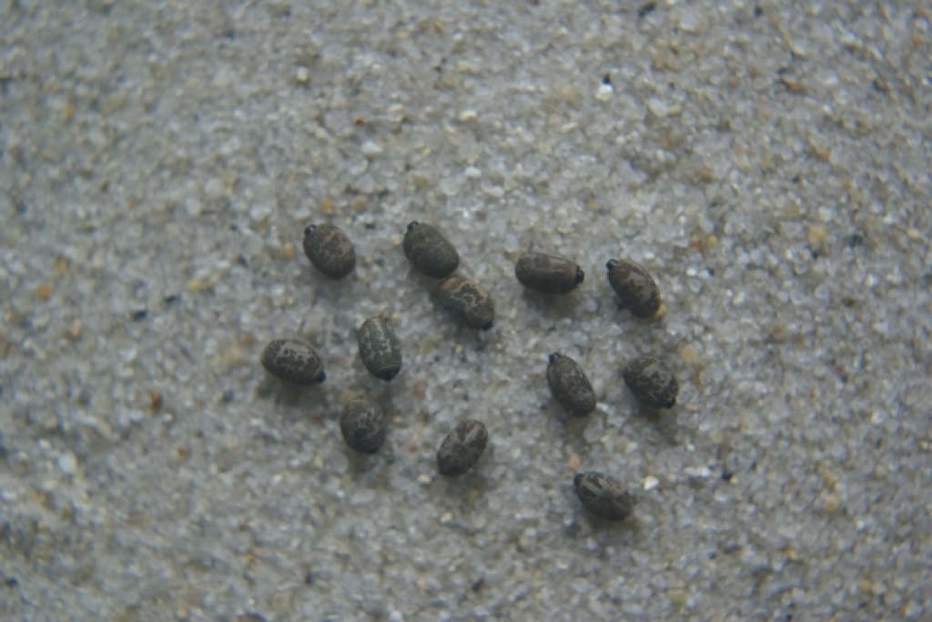 Suche Stabheuschreckeneier bitte versand - Insekten - München