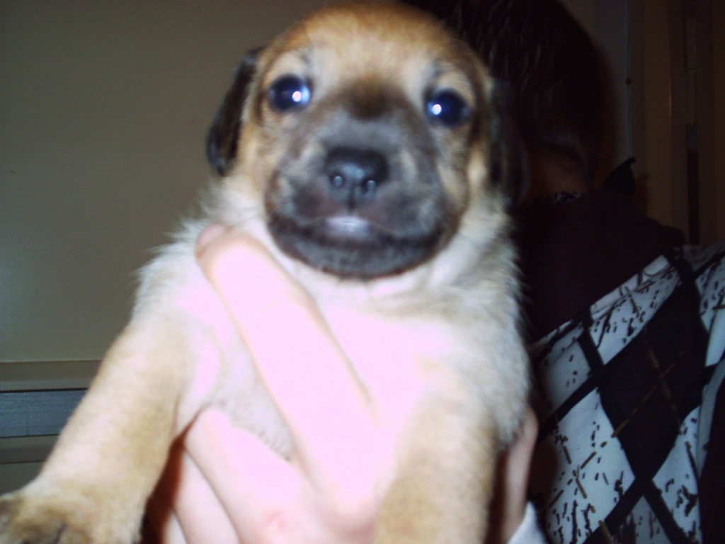 Super süsse Jack .Russel terrier Mix welpen - Hunde - Berlin