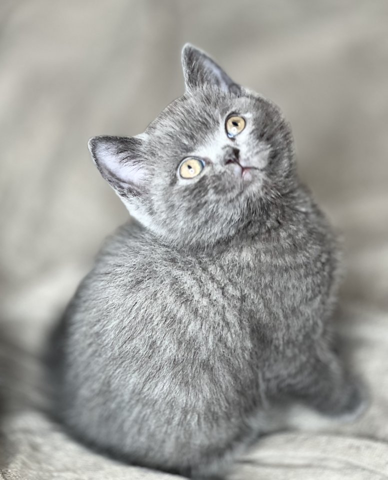 Reinrassige BKH Kitten in Blau und Lila - Katzen - Berlin