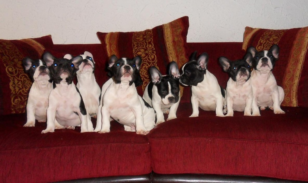 Französische Bulldoggen abzugeben - Hunde - Heilbronn