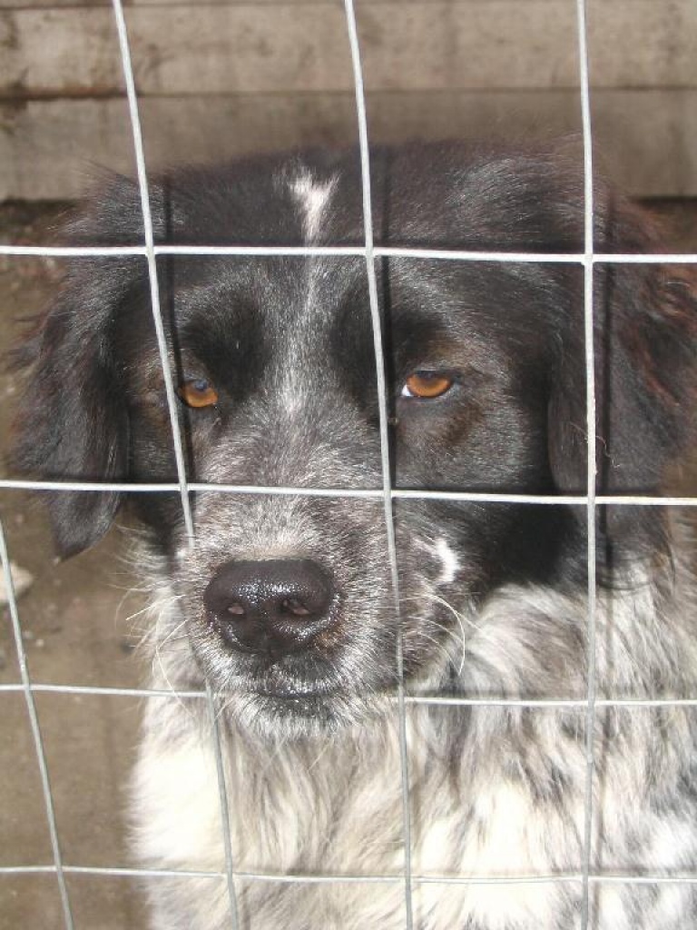 DRINGEND FLUGPATE VON OLBIA(SARDINIEN)NACH KÖLN GESUCHT - Flugpaten - Hennef Sieg