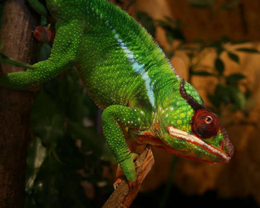 Furcifer Pardalis Nosy Mitsio DNZ - Pantherchamaeleon - Reptilien - Ismaning
