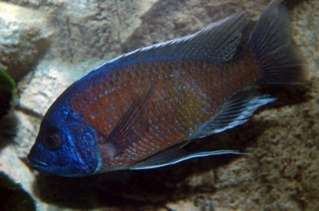 Copadichromis borleyi Kadango - Fische - Roetgen