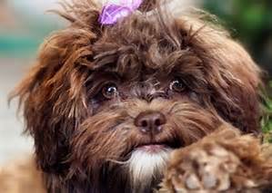 Zuckersüße Mini Doodls er Rasse SHIHPOO :-) - Hunde - Neuhaus am Inn