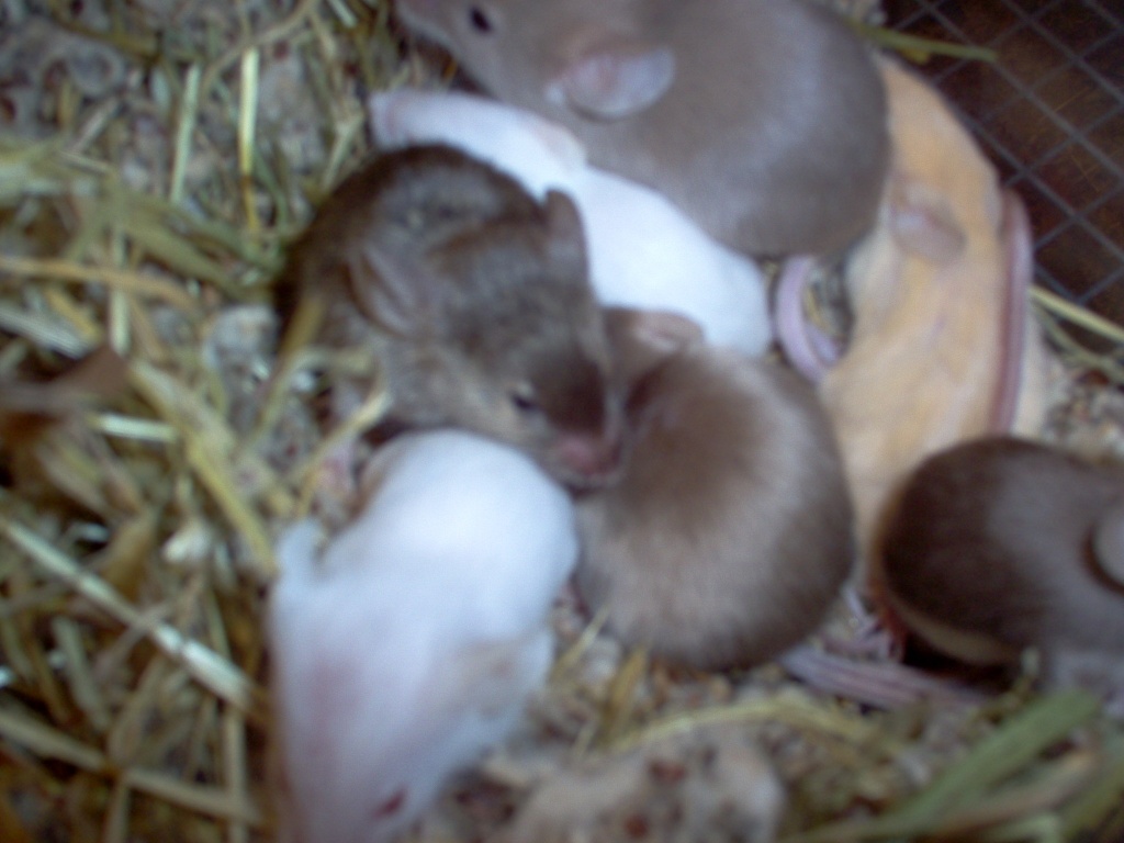 Farbmäuse abzugeben - Nagetiere - Lohe Rickelshof