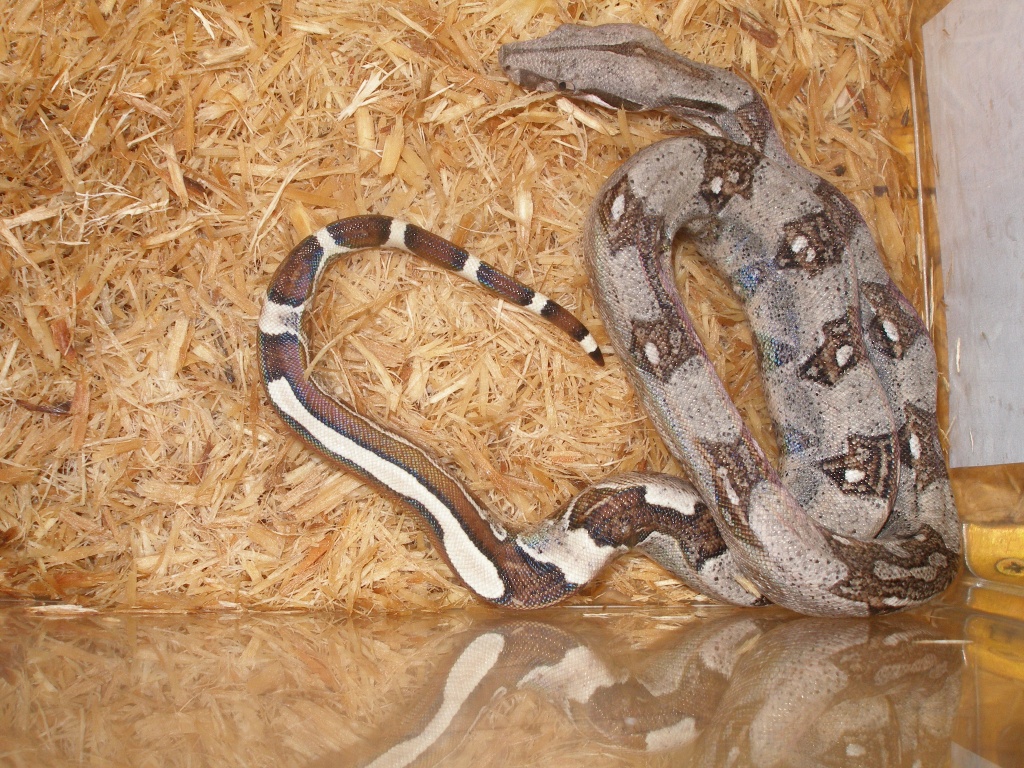 Verkaufe Boa Babys (Reverse Striped u. Normal) - Reptilien - Horb am Neckar