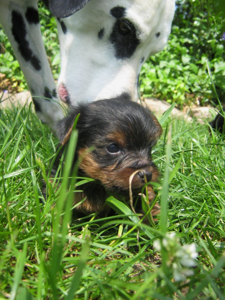 Yorkshire Terrier*KinderGEBOREN um zu LEBEN... - Hunde - Hilgermissen