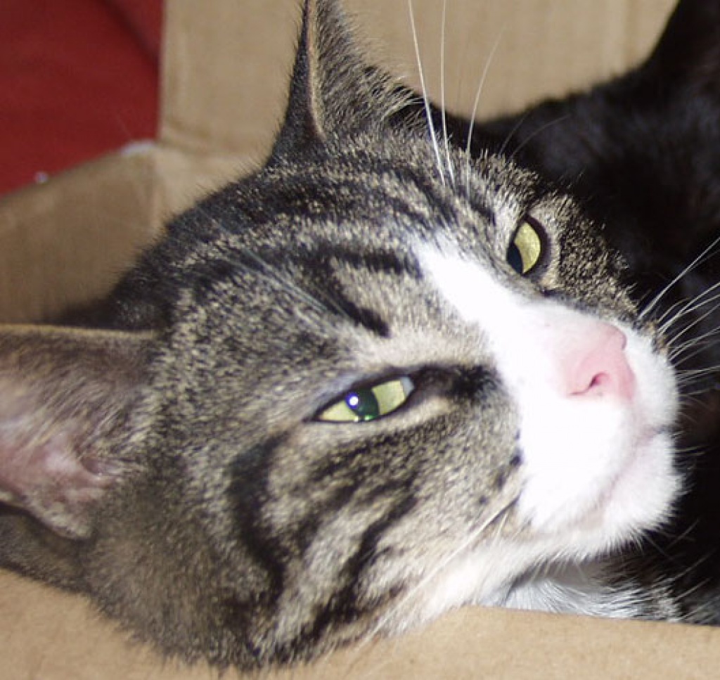 Kater in Bremen/St. Magnus entlaufen. Belohnung! - Entlaufen Zugelaufen - Bremen