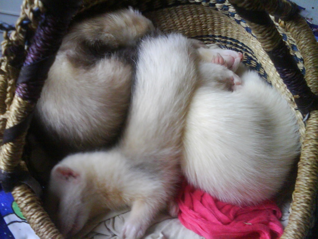 Frettchen mit allem drum und dran - Nagetiere - Oberhausen