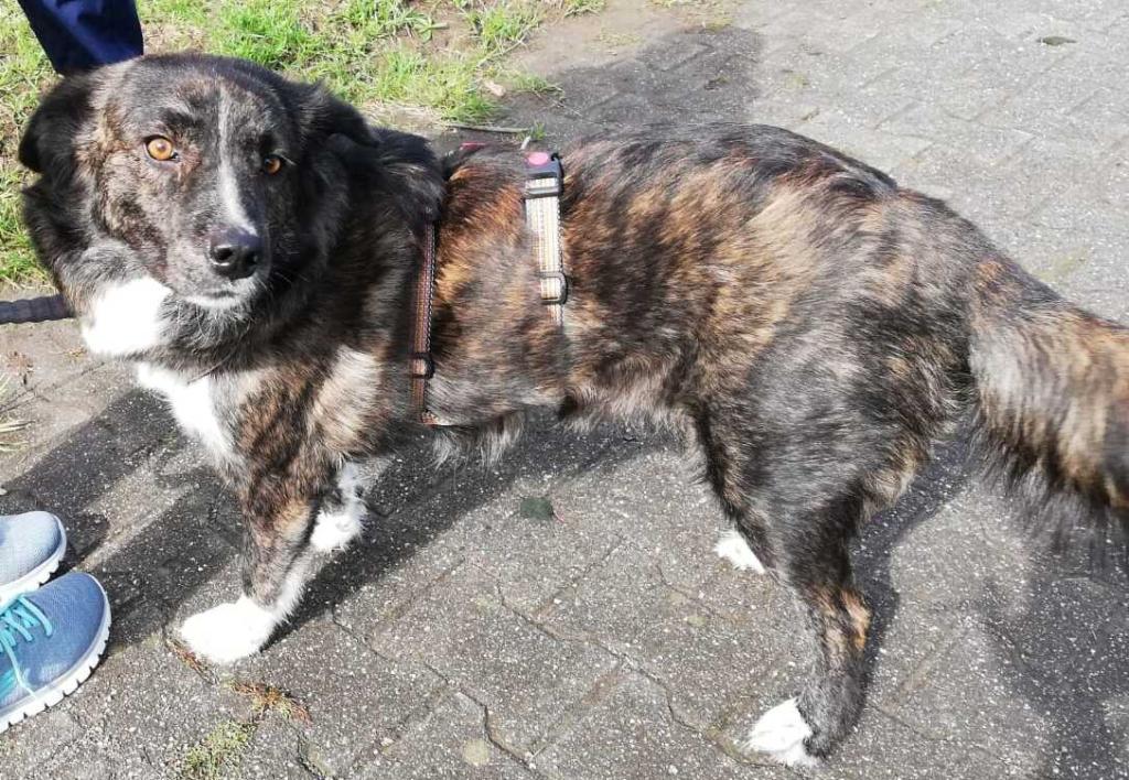 Sinefa sucht ein passendes zuhause-Pflegestelle gefunden - Hunde - Recklinghausen