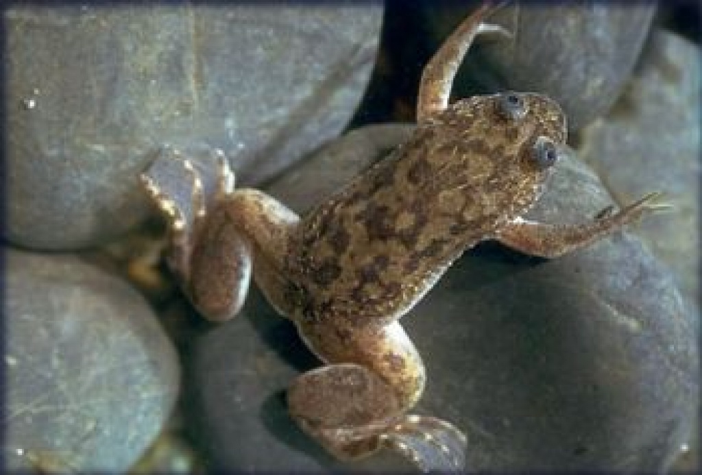 Suche naturfarbenen xenopus laevis (krallenfrosch) im raum frankfurt/main - Amphibien - Hessen, frankfurt am main